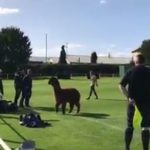 Alpaca