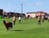 Alpaca