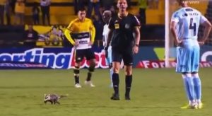 opossum