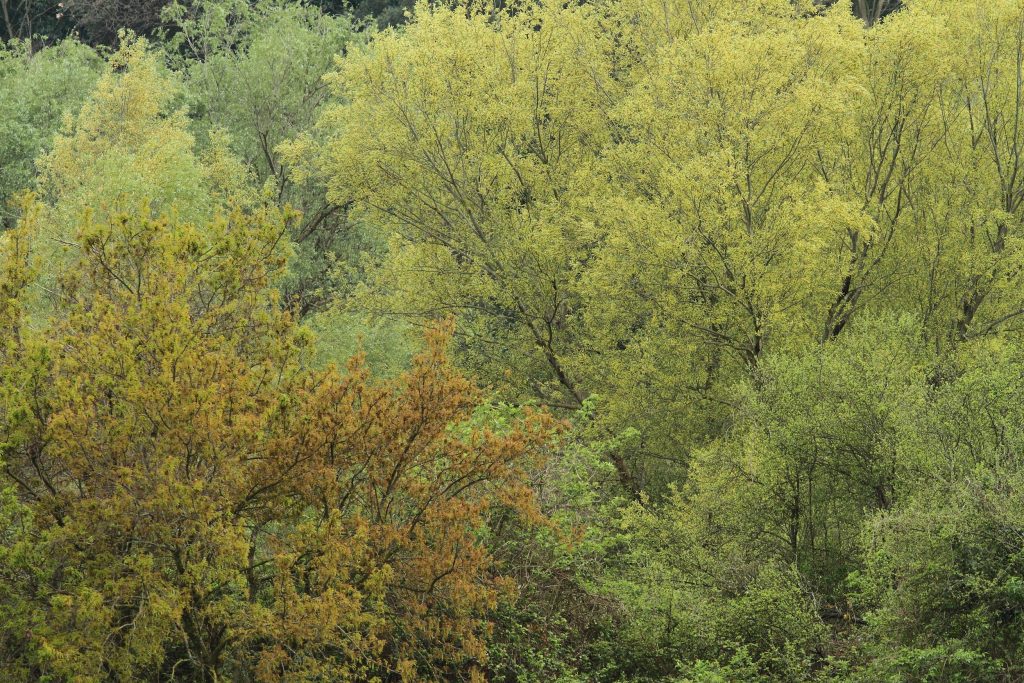 Trigoria