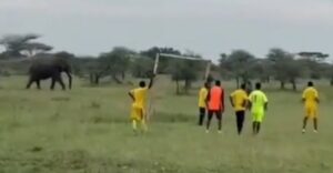 ELEFANTE AFRICA
