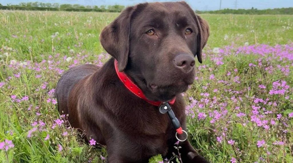 LABRADOR ARSENAL