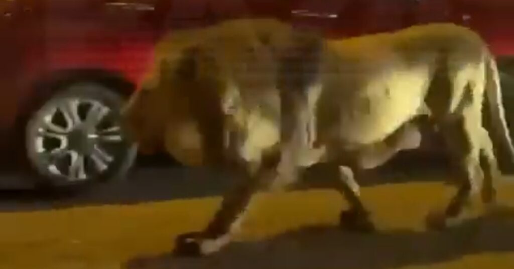 LEONE SPORTING