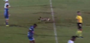 Invasione di campo da parte di un cane durante Iguatu-América-RN (Serie D brasiliana) - Fonte Account X José Carlos Borges