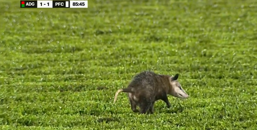 Opossum fa invasione di campo in un match del campionato costaricano (Fonte Account X Men in Blazers)