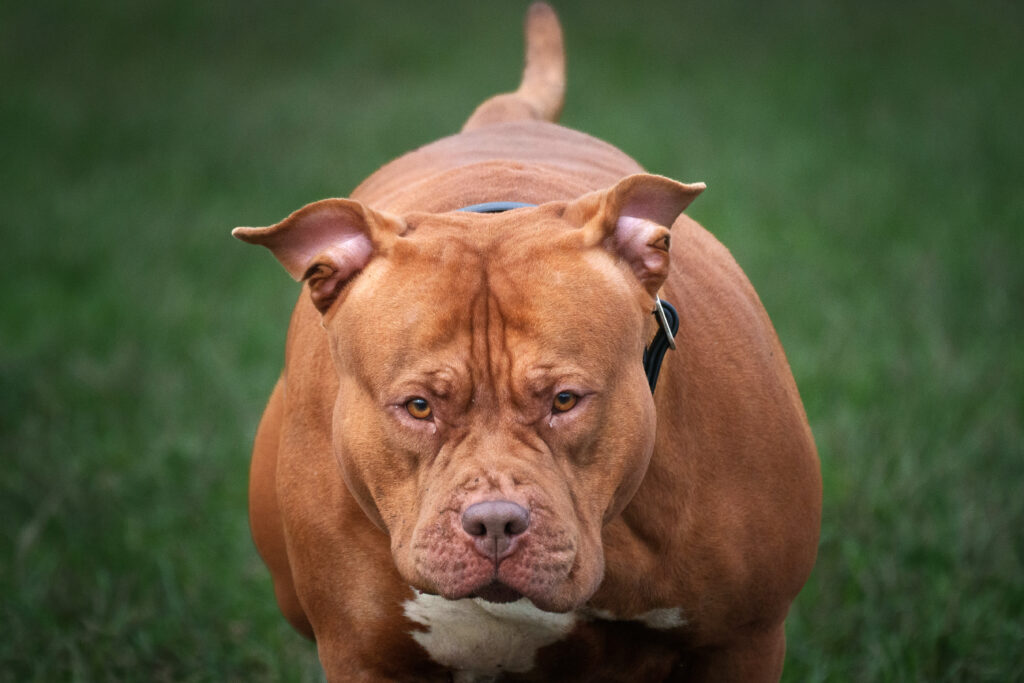 XL Bullies Being Walked On Private Land After Ban