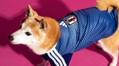 Adidas-Pet-Collection 4