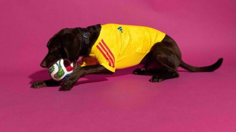 Adidas-Pet-Collection-2