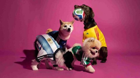 Adidas Pet Collection