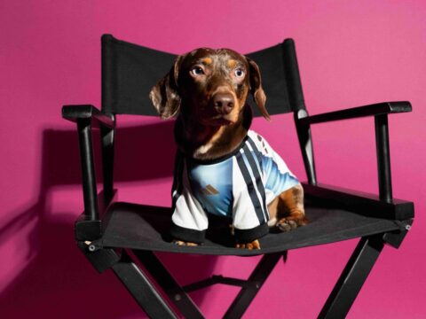 Adidas-Pet-Collection-3