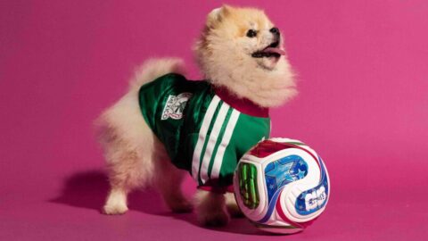 Adidas-Pet-Collection-5