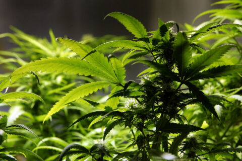 Ban Introduced On Smoking Marijuana In Public Areas